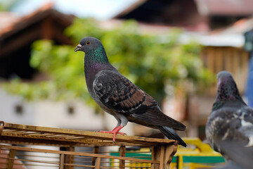 A pigeon with iridescent green and purple feathers perches on a wooden structure, with another bird in the background. The scene is set outdoors with soft greenery and urban blur.