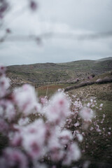 Almond blossoms against the backdrop of the mountains. On open air.