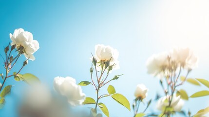 Obraz premium White roses blooming under a clear blue sky, symbolizing purity and springtime.