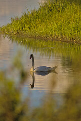 swan on the lake