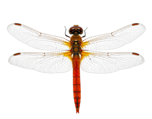 Minimalist Close-Up of Dragonfly with Clear Wings