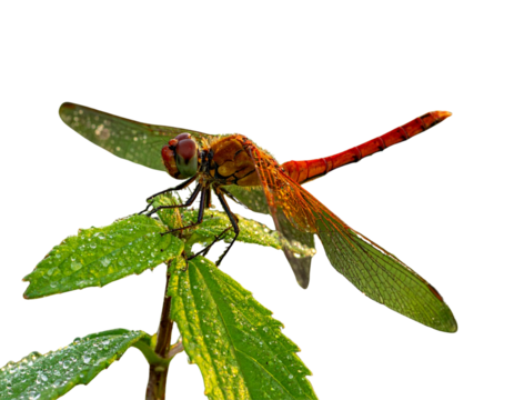  Common Darter Dragonfly Perched on Green Leaf
