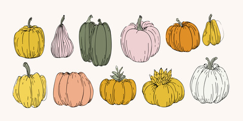Diverse pumpkins & gourds, colorful illustration on pale ground