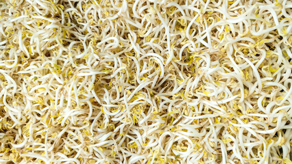 Sprouts, a healthy natural vegetable. Sprouts or bean sprouts.