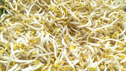 Sprouts, a healthy natural vegetable. Sprouts or bean sprouts.