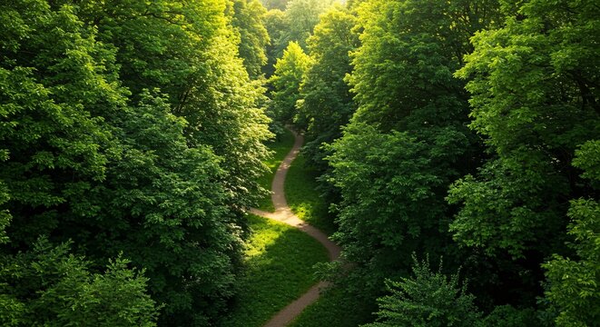 Sunlit Path Through Lush Green Forest A Serene Journey into Nature's Embrace, with Sunlight Dancing on Trees