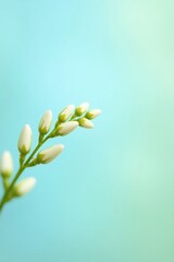 Fototapeta premium Delicate flower buds in shades of white and green are captured against a soft turquoise gradient background, creating a serene and minimalist composition that evokes feelings of tranquility and...