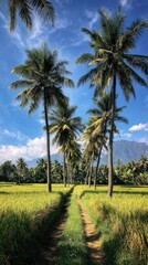 Obraz premium Pathway through a lush rice field lined with towering palm trees under a blue sky