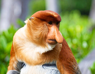 Proboscis monkey at the zoo, closeup. AI