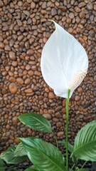 White Peace Lily Flower