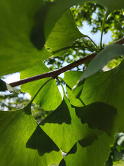 Green ginkgo tree blossoms in the garden on a sunny day close-up