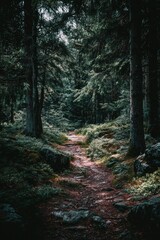 Obraz premium A dimly lit forest path winds through a dense, mossy woodland, flanked by tall evergreens and rocky terrain; a sense of mystery pervades the scene