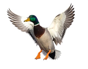 Obraz premium Mallard in flight against white background