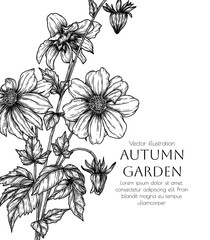 Vector illustration of dahlia flower in engraving style. Template with a bouquet of autumn flowers