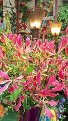 Glorious in Colorful Pot