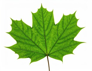 Green Maple Leaf on White Background