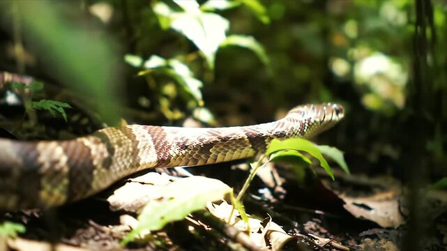 Copperhead Snake in Forest Sunlight Wildlife Close Up Reptile Nature Habitat Dangerous Animal Predator