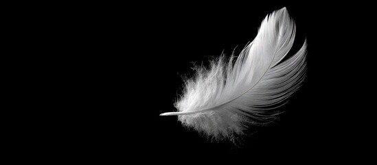 Obraz premium A single, delicate white feather floats against a stark black background