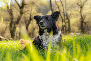 Perro, mascota, canino, cachorro