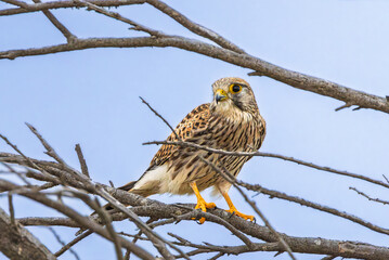 Common Kestrel in autumn light