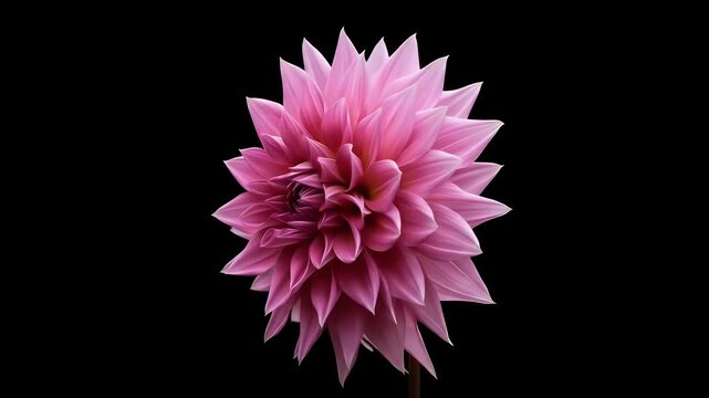 Blooming pink dahlia flower isolated against a stark black background showcases delicate petals and intricate details, representing beauty and nature's elegance.