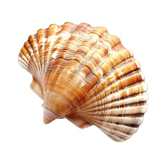 Fototapeta premium A tan and brown seashell with intricate, radiating ridges and a slightly fan-shaped form, isolated on a black background