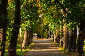 Tree-lined pathway in an urban park during early autumn