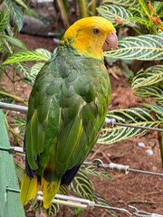 red and yellow macaw