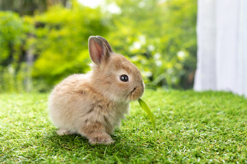 Bunny easter fluffy rabbit eating food, vegetables, carrots, baby corn on green garden nature flowers background on sunny day, Lovely mammal with bright eyes in nature life. Symbol of easter day.