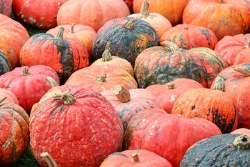 bunte Kürbisse im Herbst