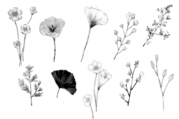 Collection of Monochrome Floral Sketches on Transparent Background