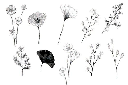 Collection of Monochrome Floral Sketches on Transparent Background