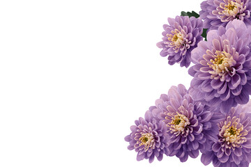 Fototapeta premium Purple chrysanthemum bouquet flower botanical cluster autumn elegant accent. Isolated on transparent.