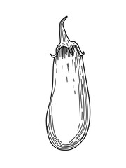 hand drawn vector illustration of an eggplant