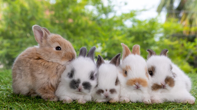 Bunny easter fluffy rabbit eating food, vegetables, carrots, baby corn on green garden nature flowers background on sunny day, Lovely mammal with bright eyes in nature life. Symbol of easter day.