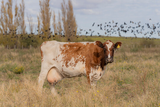Vaca lechera