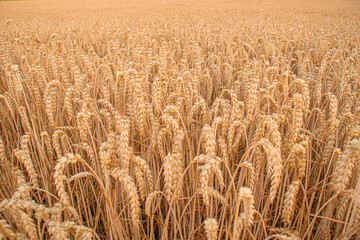 Golden wheat field with ripe ears of grain ready for harvest