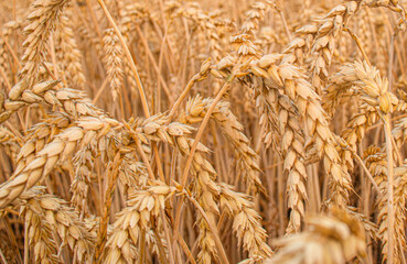 Golden wheat field with ripe ears of grain ready for harvest