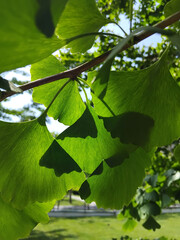 Green ginkgo tree blossoms in the garden on a sunny day close-up