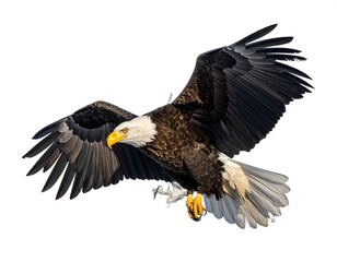 Fototapeta premium Bald eagle in flight, sharp focus