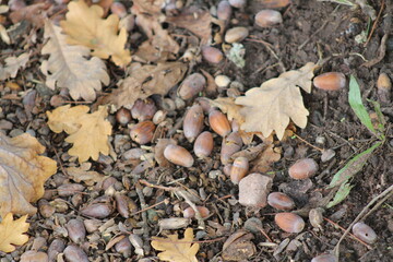 Eicheln im Herbst