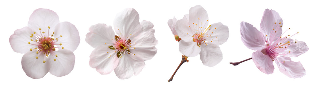 Set of beautiful Cherry blossom, Sakura flowers in white color tone isolated on transparent background.