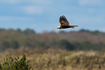 Busard des roseaux,Circus aeruginosus, Western Marsh Harrier