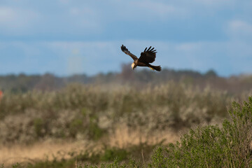 Busard des roseaux,Circus aeruginosus, Western Marsh Harrier