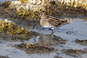 Bécassine des marais,Gallinago gallinago, Common Snipe