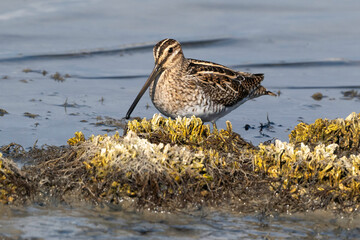 Bécassine des marais,Gallinago gallinago, Common Snipe