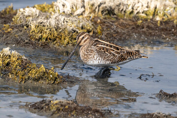 Bécassine des marais,Gallinago gallinago, Common Snipe