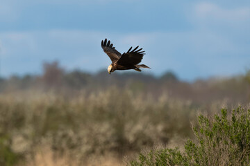 Busard des roseaux,Circus aeruginosus, Western Marsh Harrier