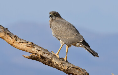 Autour à ailes grises,Melierax poliopterus, Eastern Chanting Goshawk, Afrique