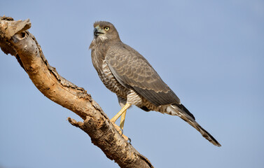 Autour à ailes grises,
Melierax poliopterus, Eastern Chanting Goshawk, Afrique